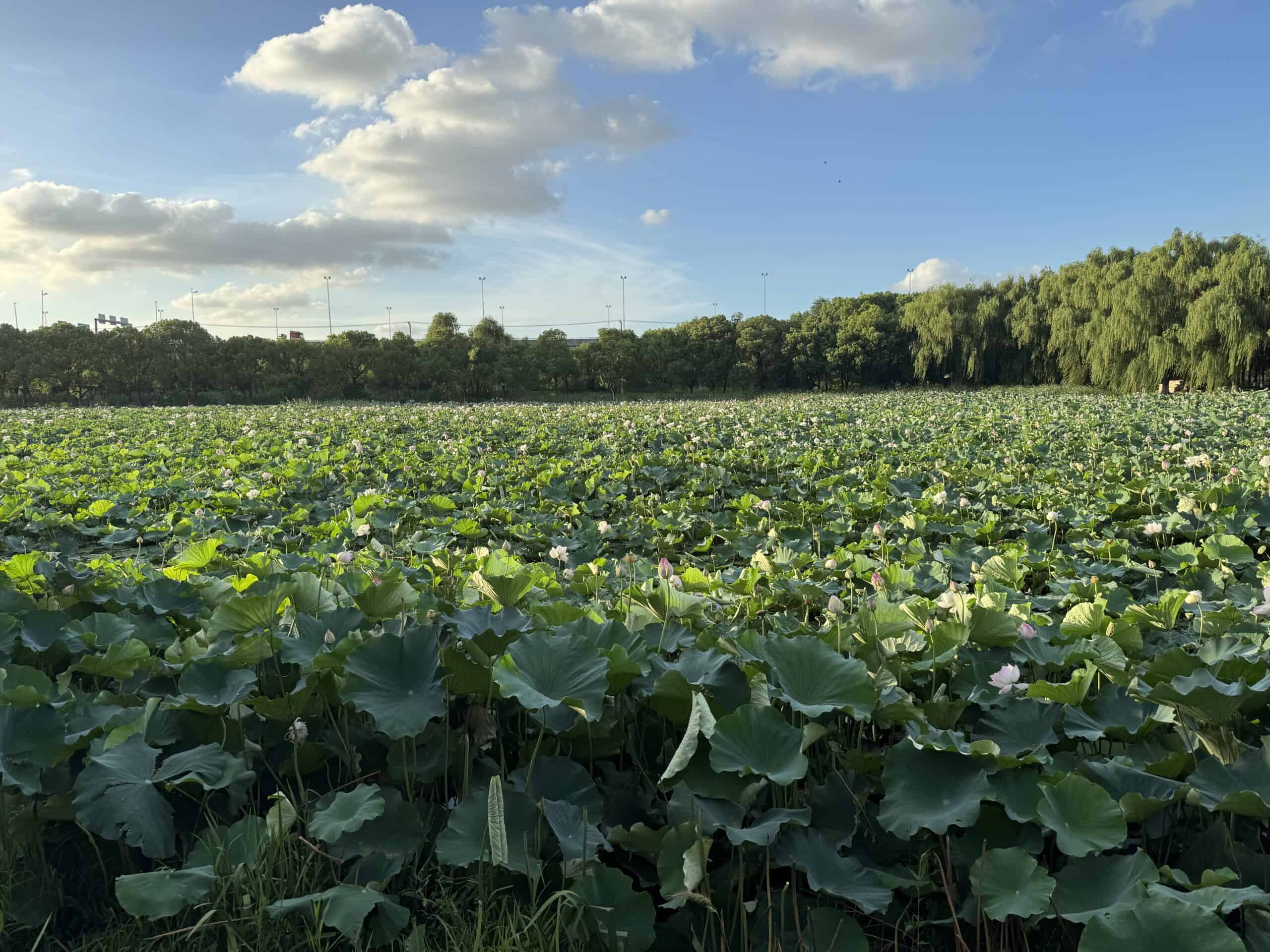 %E8%8D%B7%E5%A1%98%E6%9C%88%E8%89%B2 %E6%99%AF%EF%BC%A1 scaled