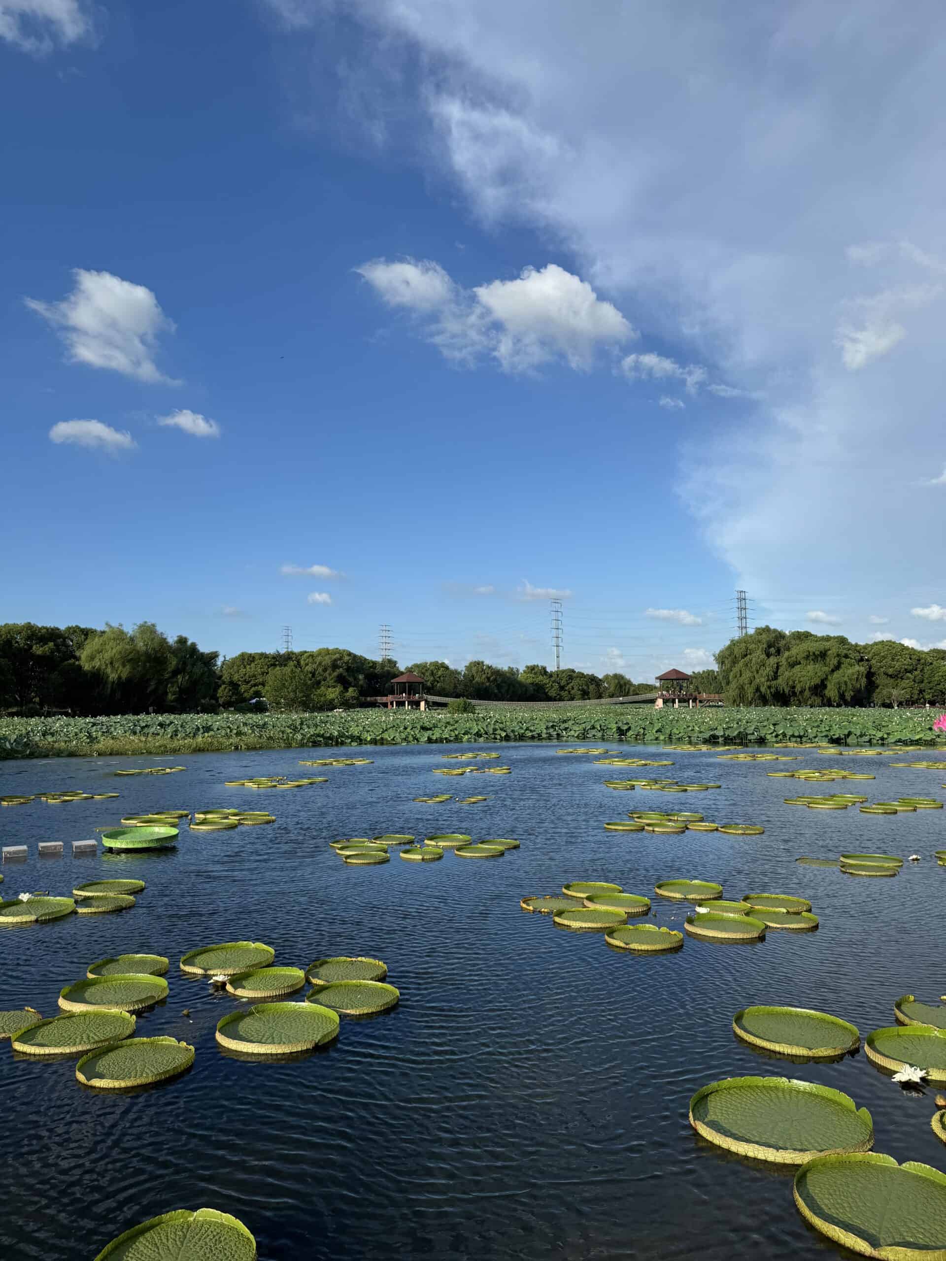 %E8%8D%B7%E5%A1%98%E6%9C%88%E8%89%B2 %E7%9D%A1%E8%93%AE scaled