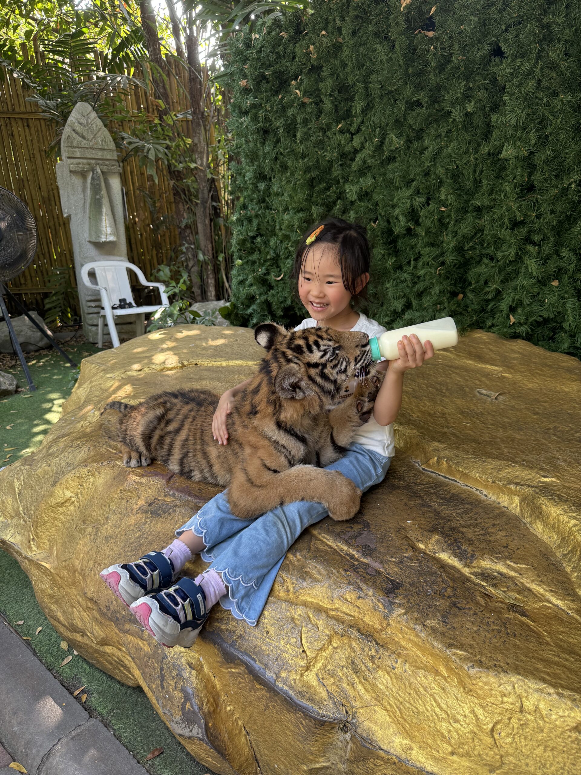 泰國曼谷 Safari World 動物園親子攻略|兩大三小實測Trip.com 包車心得與園區玩法 18 %E5%96%82%E5%B0%8F%E8%80%81%E8%99%8E%EF%BC%A1 scaled