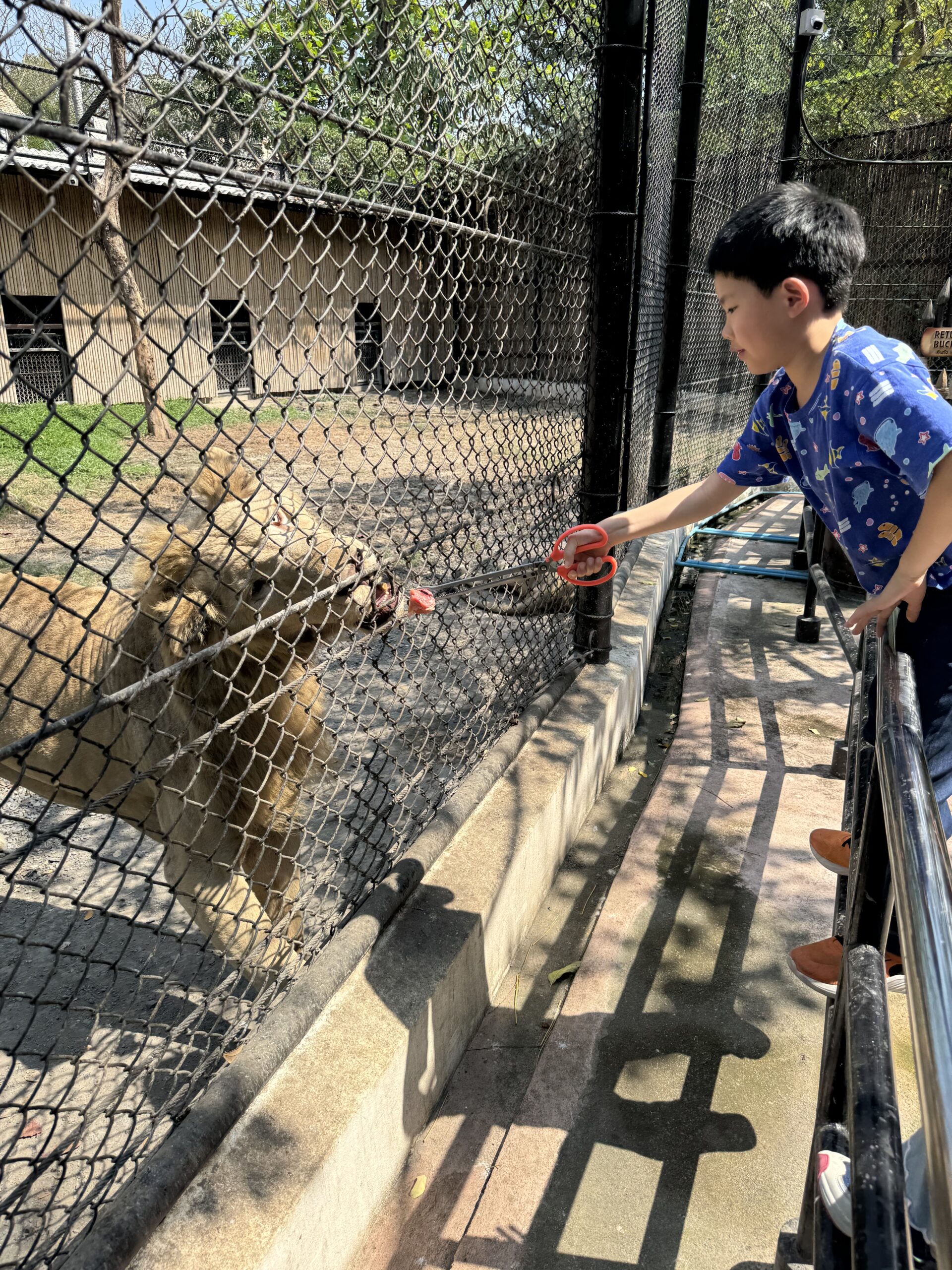 泰國曼谷 Safari World 動物園親子攻略|兩大三小實測Trip.com 包車心得與園區玩法 11 %E5%96%82%E8%80%81%E8%99%8E%EF%BC%A1 scaled