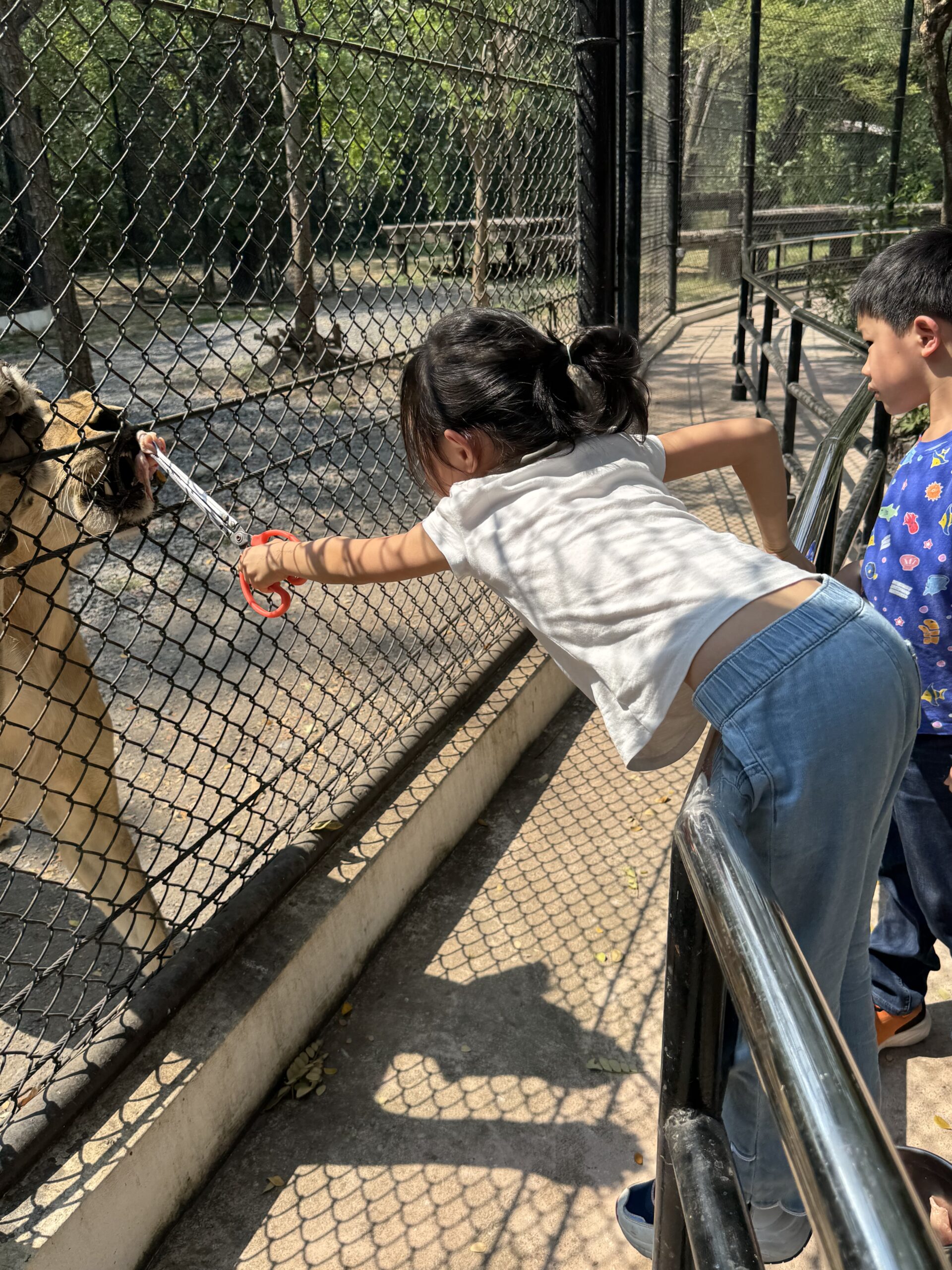 泰國曼谷 Safari World 動物園親子攻略|兩大三小實測Trip.com 包車心得與園區玩法 10 %E5%96%82%E8%80%81%E8%99%8E%EF%BC%A2 scaled