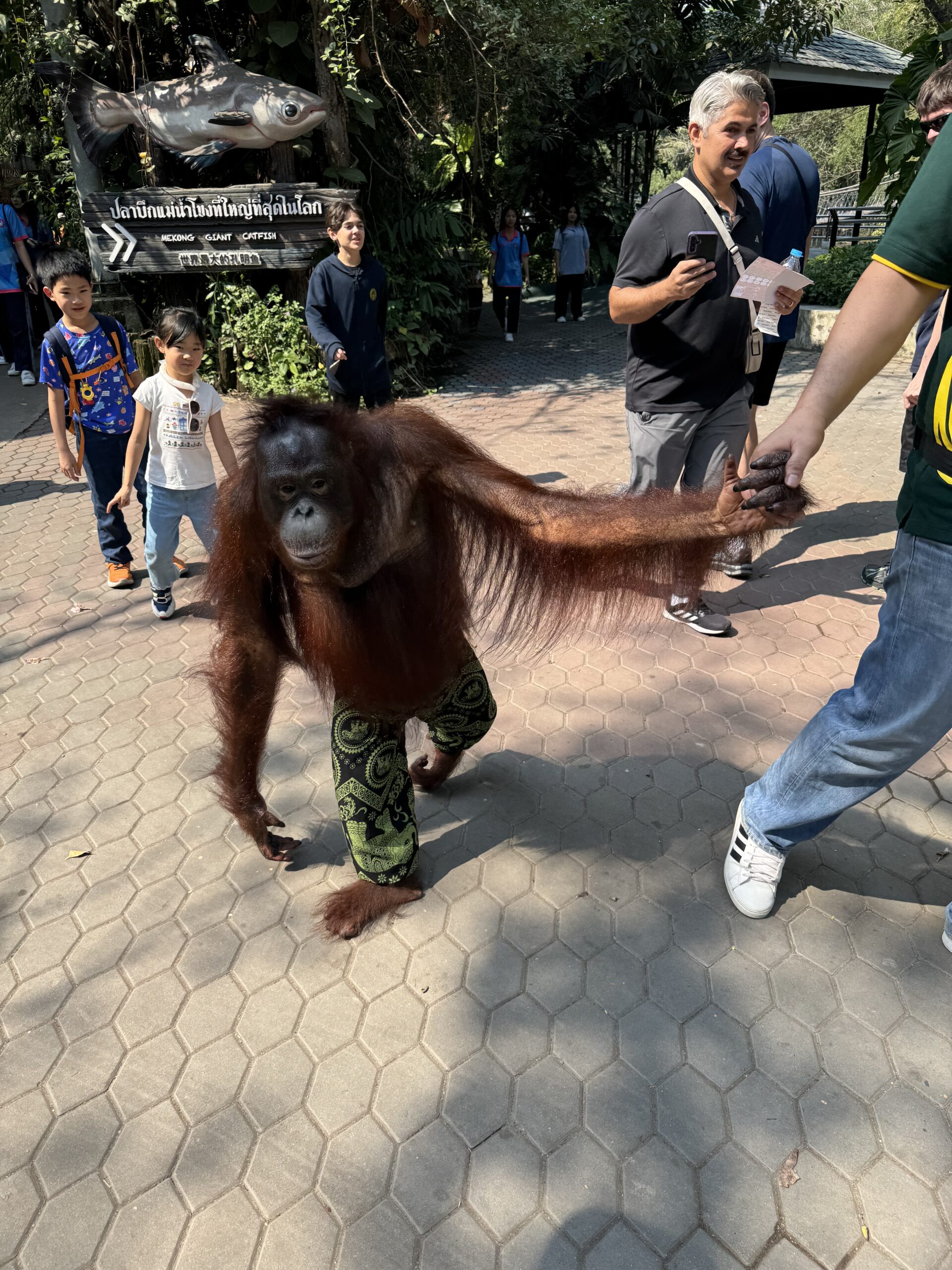 泰國曼谷 Safari World 動物園親子攻略|兩大三小實測Trip.com 包車心得與園區玩法 6 %E8%B7%AF%E4%B8%8A%E6%9C%89%E7%8C%A9%E7%8C%A9%EF%BC%A1 scaled